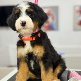 Gigi - Tri-color female Bernedoodle puppy in Yuciapa, California from AlltheDoodlez_