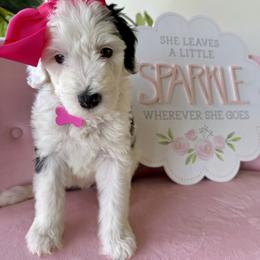 The Social Butterfly- Fuchsia collar - Black and white female Sheepadoodle puppy in Camden, North Carolina from Luv My Doodle