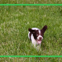 English Springer Spaniels and Labrador Retrievers from Dark Timber Spaniels
