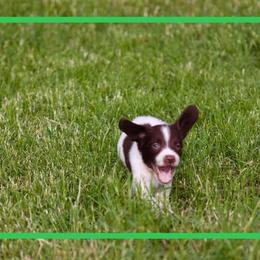 English Springer Spaniels and Labrador Retrievers from Dark Timber Spaniels