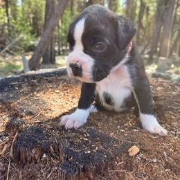 Prada - Brindle female Boxer puppy in Marion, Montana from Serendipity's European Boxers