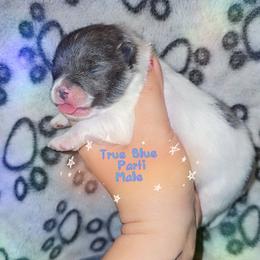 True Blue Parti - Blue parti male Pomeranian puppy in Albany, Oregon from Purrs N Poms