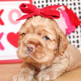 Polly - Red female Cocker Spaniel puppy in Rattan, Oklahoma from Double M Cocker Spaniels