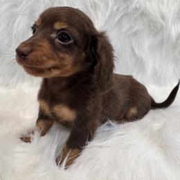 Bruno - Chocolate male Dachshund puppy in Cabool, Missouri from Dachshund's of Country Magic Farms in Missouri