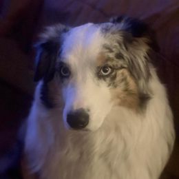 Shilo  - Australian Shepherd