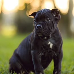 Orange Collar - Black male Cane Corso puppy in Pearland, Texas from Lonestar Corso Kennels