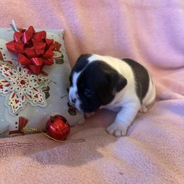 Bingo - White and brindle male French Bulldog puppy in Billings, Montana from Sugarloaf French bulldogs and Australian cattle dogs