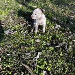 Australian Cattle Dog Puppies from Twisted C Heelers