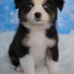 Kenya - Black tri-color female Australian Shepherd puppy in Fultonville, New York from Sandy Aussies & Pomeranians
