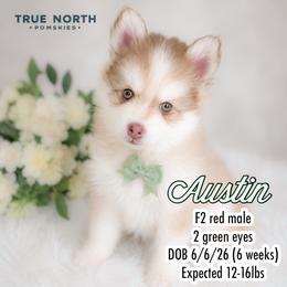 Austin - Red and white male Pomsky puppy in Olathe, Kansas from True North Pomskies