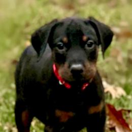 Doberman Pinscher and Labrador Retriever Puppies from Mississippi K9 Kennel