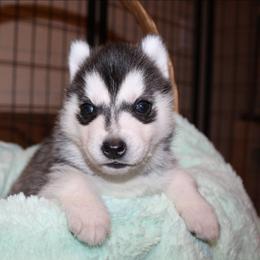 Mew - Black and white female Siberian Husky puppy in Le Sueur, Minnesota from Tevana Siberians LLC