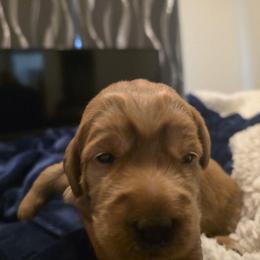 Dracula Pink - Cafe female Labradoodle puppy in Commerce City, Colorado from Playful Paws Labradoodles