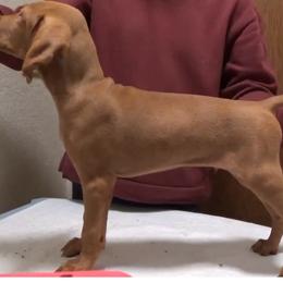 Boy 1 - Golden rust male Vizsla puppy in Bellingham, Washington from Mountain View Vizslas