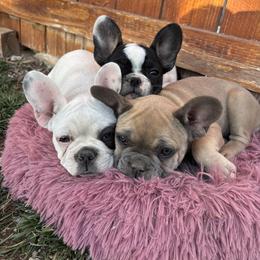 French Bulldog Puppies from Spinner puppies
