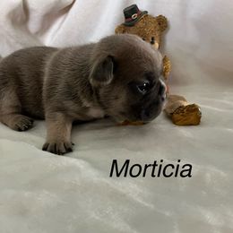 Morticia - Blue fawn female French Bulldog puppy in Jacksonville, North Carolina from Southern Comfort French Bulldogs