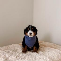 Bonifacio - Tri-color male Bernedoodle puppy in Cold Spring, Minnesota from A.N.A. Doodles