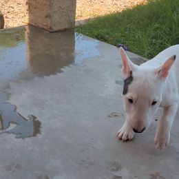 Miniature Bull Terrier Puppies from Desert Desperados