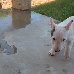 Miniature Bull Terrier Puppies from Desert Desperados