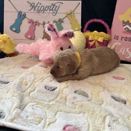 Golden Retriever Puppies from Sunshine Mountain Retrievers