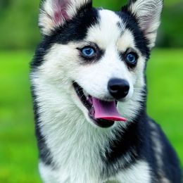 Evie - Black and white female Pomsky puppy in Bolton, Connecticut from Elle Pomsky