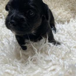 Morkie Puppies from CKC MorkiePoo Puppies