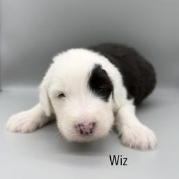 Wiz - Black and white male Old English Sheepdog puppy in Chattanooga, Tennessee from River City Doodles TN