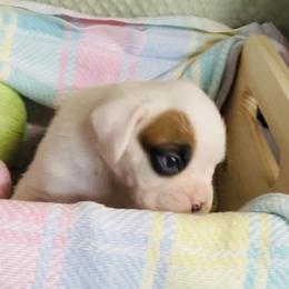 White boy - White male Boxer puppy in Wellsville, Missouri from Casino Boxers
