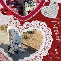 Merlin AKC LUA - White and black male Dalmatian puppy in Las Vegas, Nevada from 101 Dew Dream Valley Dalmatians