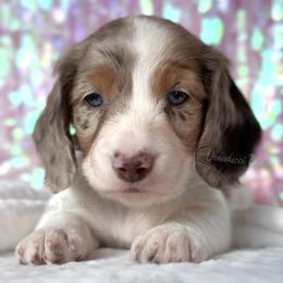 President Barbie - Dapple female Dachshund puppy in Chandler, Arizona from Vonaducci Doxies, LLC.