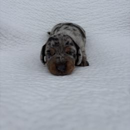 Dapple boy - Dapple male Dachshund puppy in Brevard, North Carolina from Morgan’s Dachshund’s & Aussies