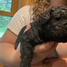 Goldendoodle Puppies from Island Doodles of Maine