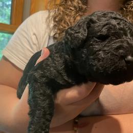 Goldendoodle Puppies from Island Doodles of Maine