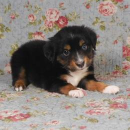 Acorn - Black tri female Toy Australian Shepherd puppy in Okeana, Ohio from Fetching Toy Aussies