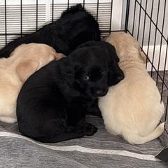 Labradoodles from Ohio heart labradoodles