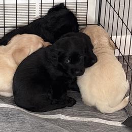 Labradoodles from Ohio heart labradoodles