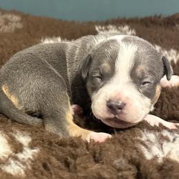 Helaena - Blue tri-color female American Bully puppy in Henderson, Kentucky from Medusa’s Bullies