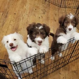 Bordoodle Puppies from Nolichuckey Bordoodles