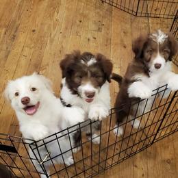 Bordoodle Puppies from Nolichuckey Bordoodles