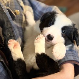 Elvira (Ellie) - Tri-color female Border Collie puppy in Lebanon, Oregon from Cahill’s Canines