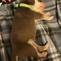 Siberian Husky Puppies from Ice Blue Legacy Siberians Huskies