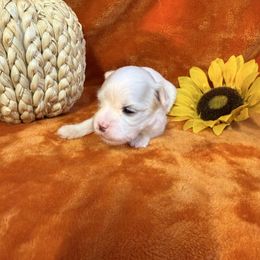 Lucy - White female Maltese puppy in Asheville, North Carolina from TCBs Glowing Maltese