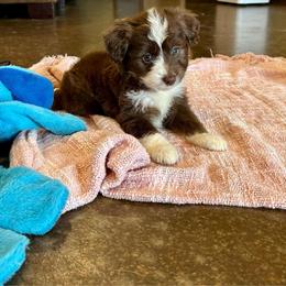 Mochi - Red tri-color male Aussiedoodle puppy in Edgar Springs, Missouri from Scott’s Aussies LLC