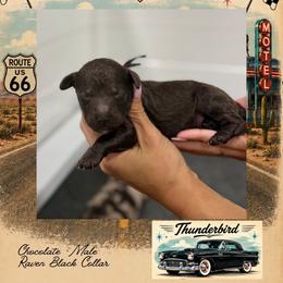 Thunderbird - Chocolate male Goldendoodle puppy in Garland, Texas from Twilight Doodles