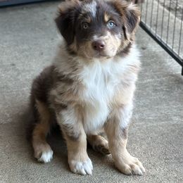 Australian Shepherd Puppies from M3 Sassafrass Ranch