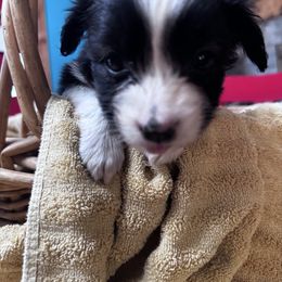 Tiny - Black & white female Miniature Australian Shepherd puppy in Mount Airy, North Carolina from Brickell Farms
