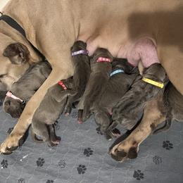 Formentino Female 2 - Fawn female Cane Corso puppy in Clewiston, Florida from Far From Average Kennels