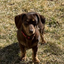 Charlie - Dachshund