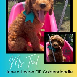 Ms. Teal - Red  female Goldendoodle puppy in Blue Springs, Missouri from Farmstead 51