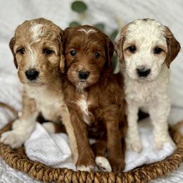 Goldendoodle puppies from Buck's Pups